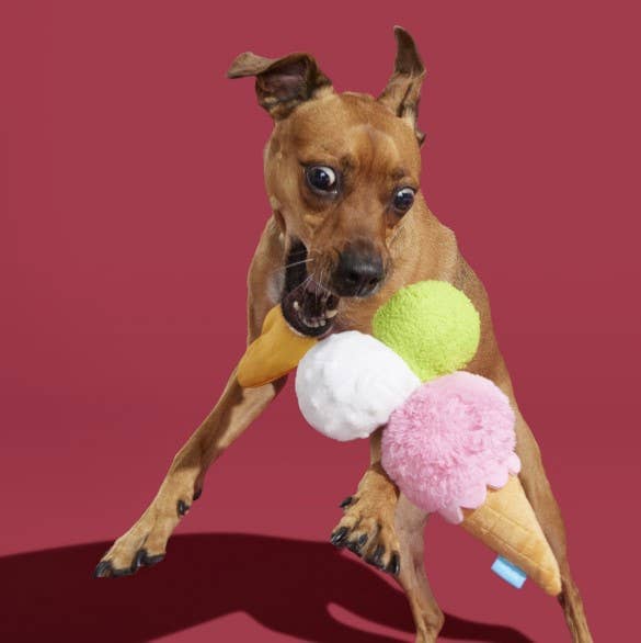 Gelato Dog Toy | Pet Pallete Pet Palette Distribution 