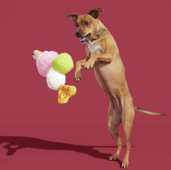 Gelato Dog Toy | Pet Pallete Pet Palette Distribution 